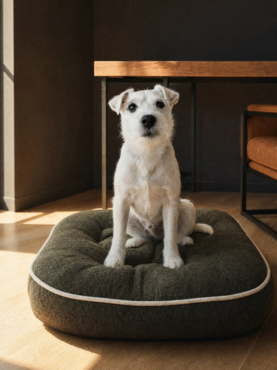 Customer photo example of a Jack Russell terrier on a green boucle cushion